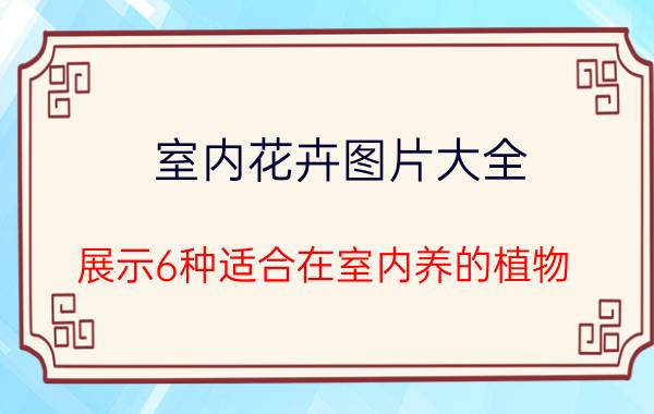 室内花卉图片大全 展示6种适合在室内养的植物